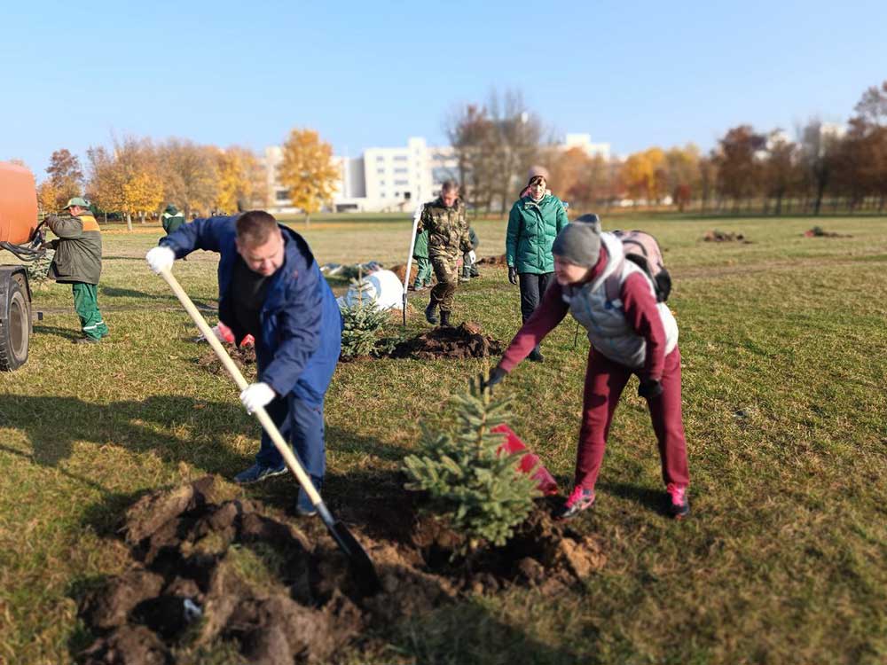 15.10.2022 Сотрудники администрации Партизанского района г.Минска, совместно с КУП"Зеленстрой", высадили ель колючую в количестве 50 штук на озелененной территории по ул.Филимонова