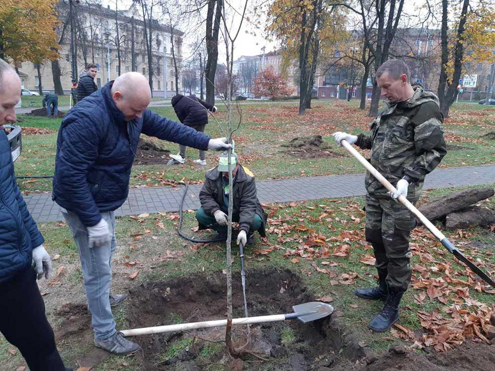 Участие в высадке деревьев